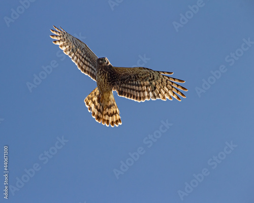 Red Tail hawks in Flight