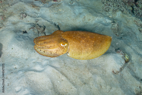 A tropical cuttlefish on the sand