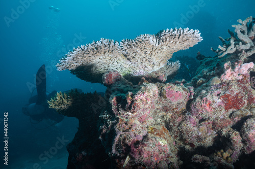 Great barrier reef underwater corals. Scuba diving.