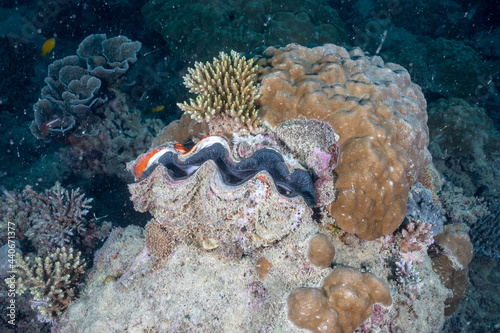Fototapeta Naklejka Na Ścianę i Meble -  A clam in the coral reef