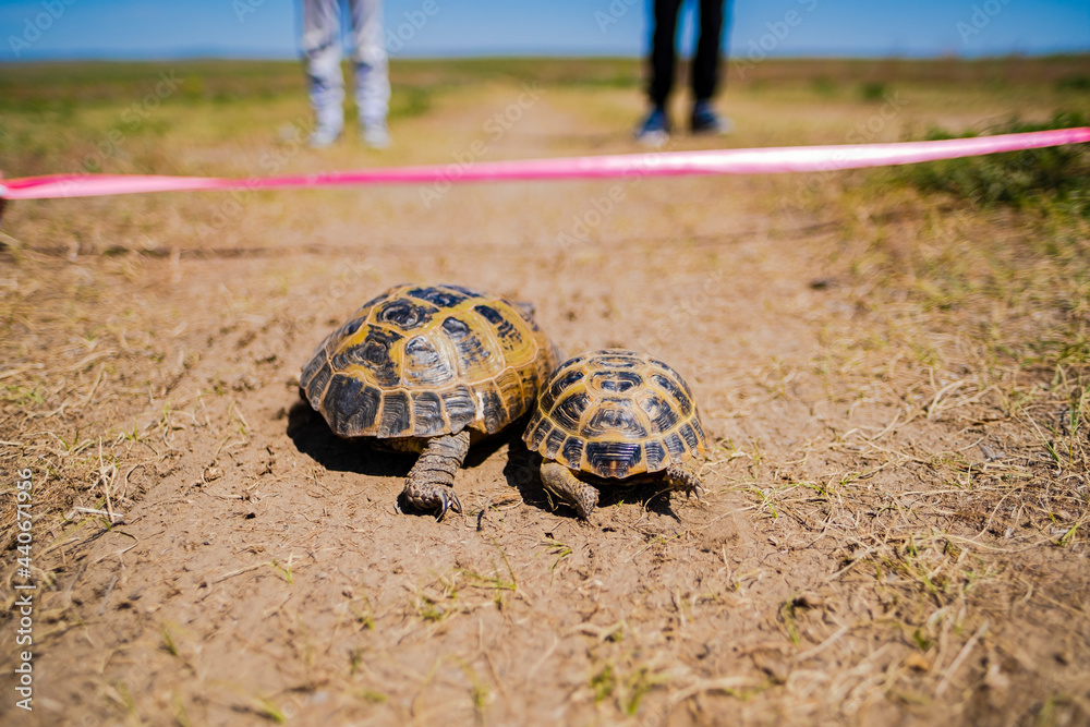 Turtles run to the finish line, children are ill in the background. Turtle Race. Victory concept.