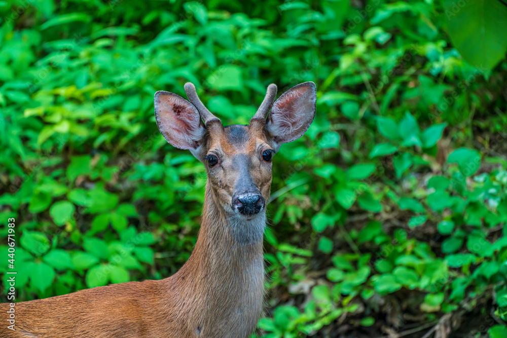 deer in the woods