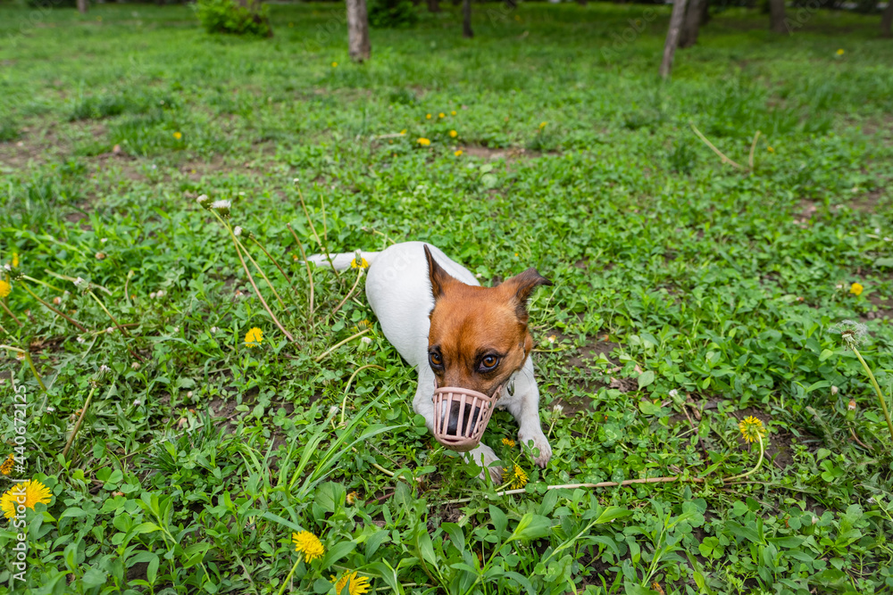 Foto de Jack Russell Terrier dog in a muzzle. A dog in a muzzle lies on