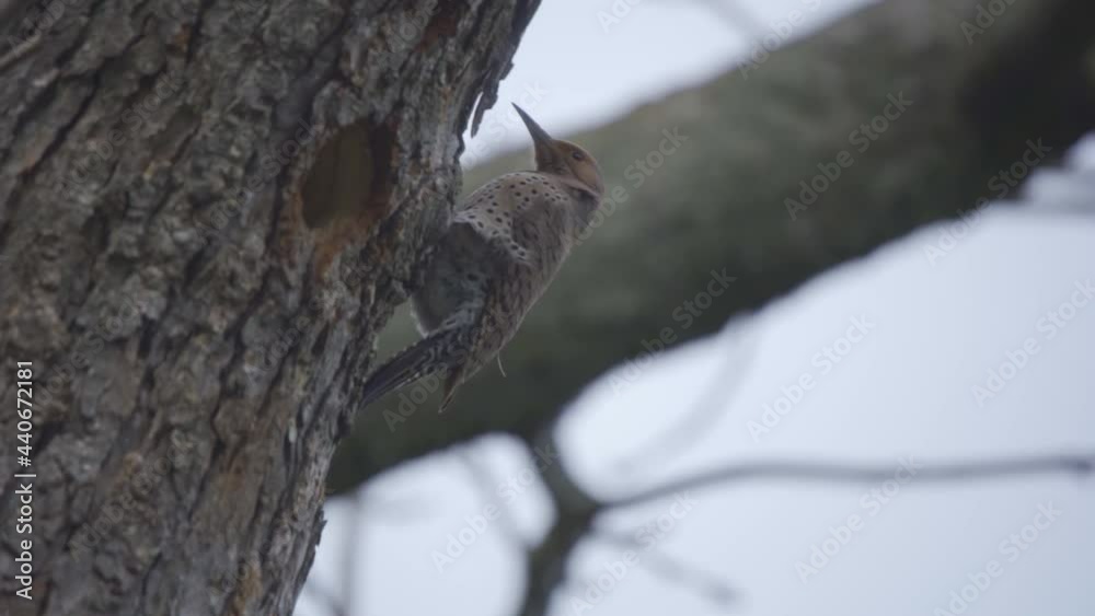 Portrait Shot Of Wild Northern Flicker Bird In Forest Landscape, Perched Next To Tree Nest Cavity Portrait Shot Of Wild Northern Flicker Bird In Forest Landscape, Perched Next To Tree Nest Cavity