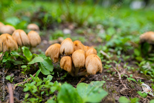 A family of mushrooms crawled out after the rain in the forest.