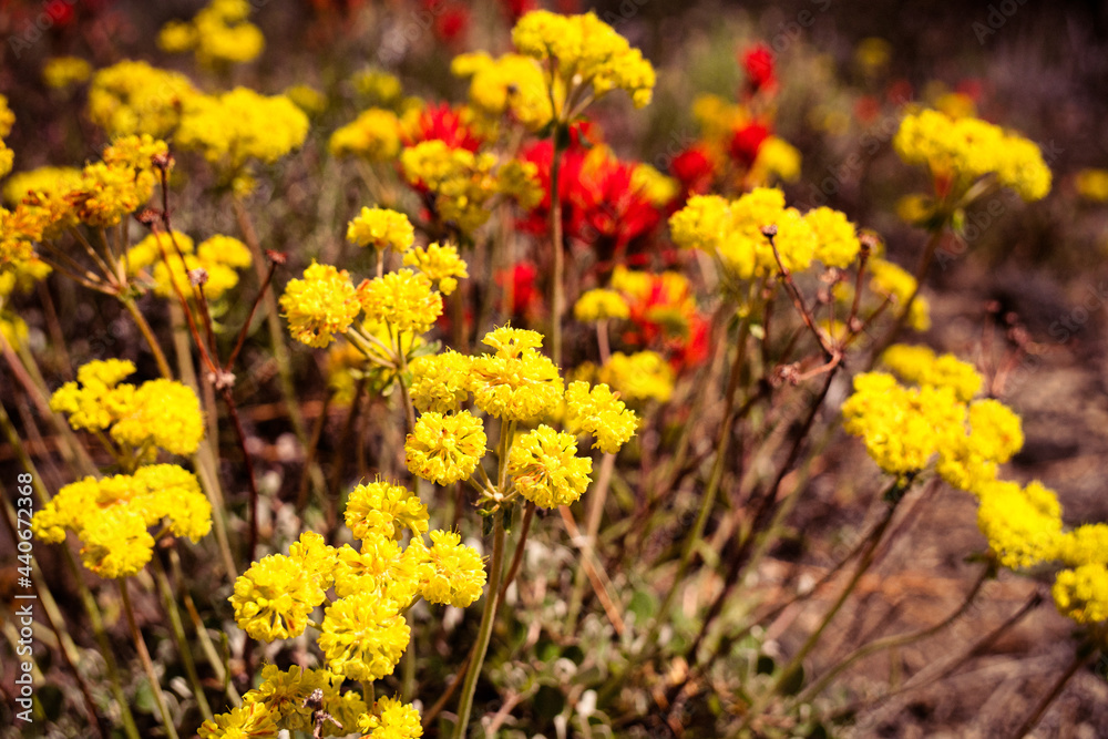 Sulphurflower buckwheat flowers (Eriogonum umbellatum) growing in the volcanic deserts of Northeastern California