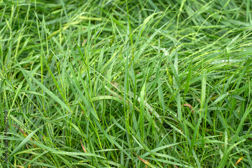 green grass background with water drops 