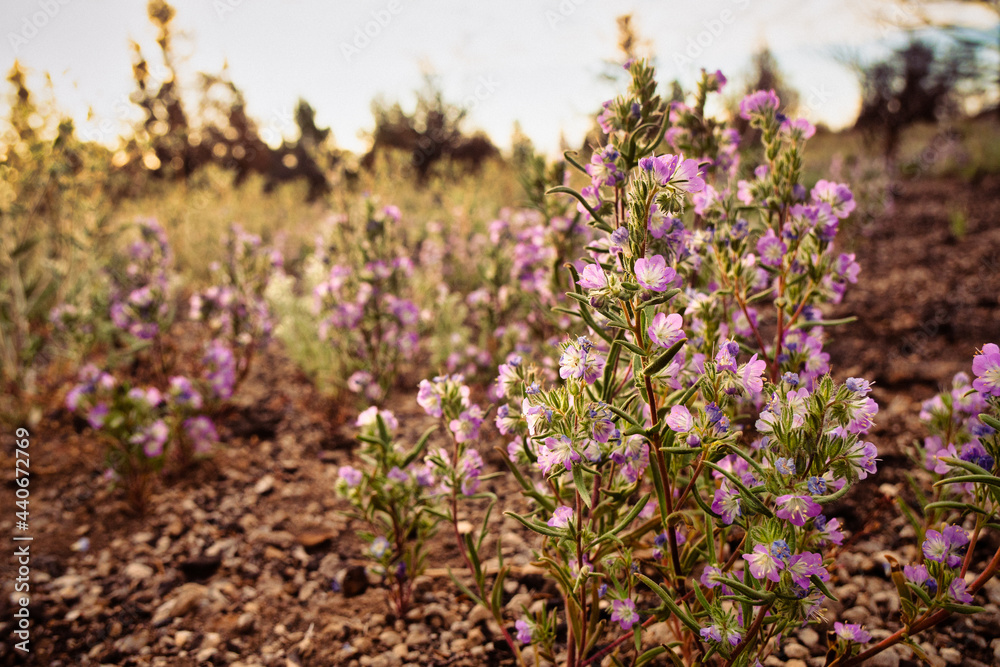 Fremont Phacelia (Phacelia fremontii) is a campanulate flower  growing in the northeastern California deserts