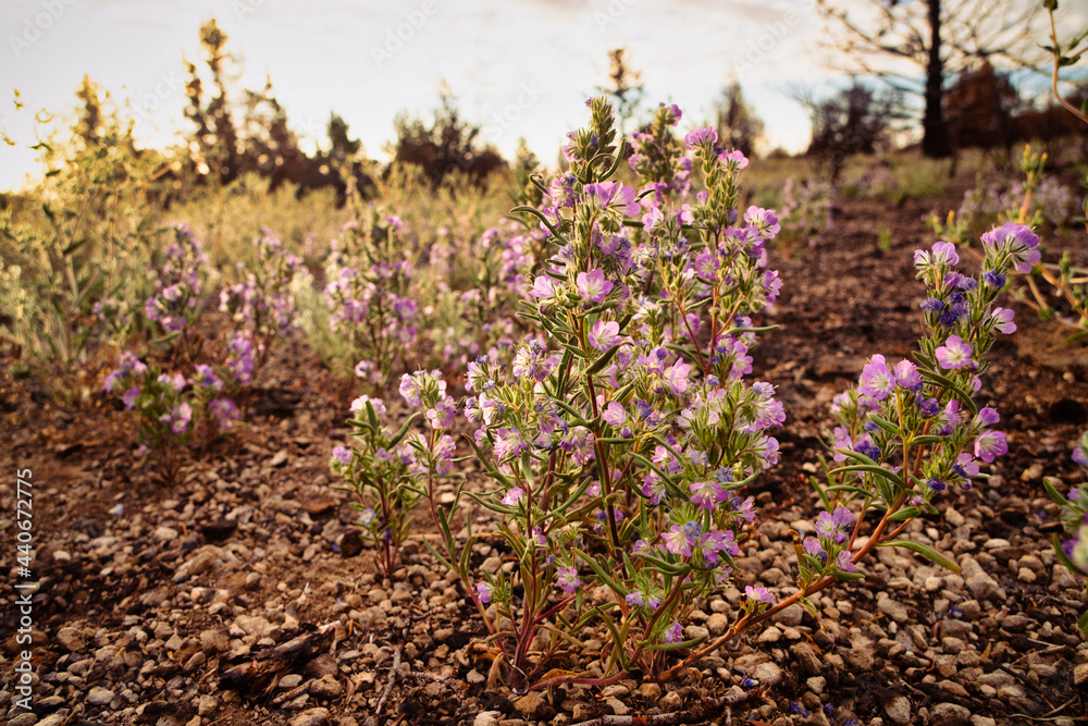 Obraz premium Fremont Phacelia (Phacelia fremontii) is a campanulate flower growing in the northeastern California deserts