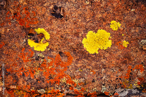 Bright Cobblestone Lichen (Acarospora socialis) growing on volcanic basalt in California's northeastern desert