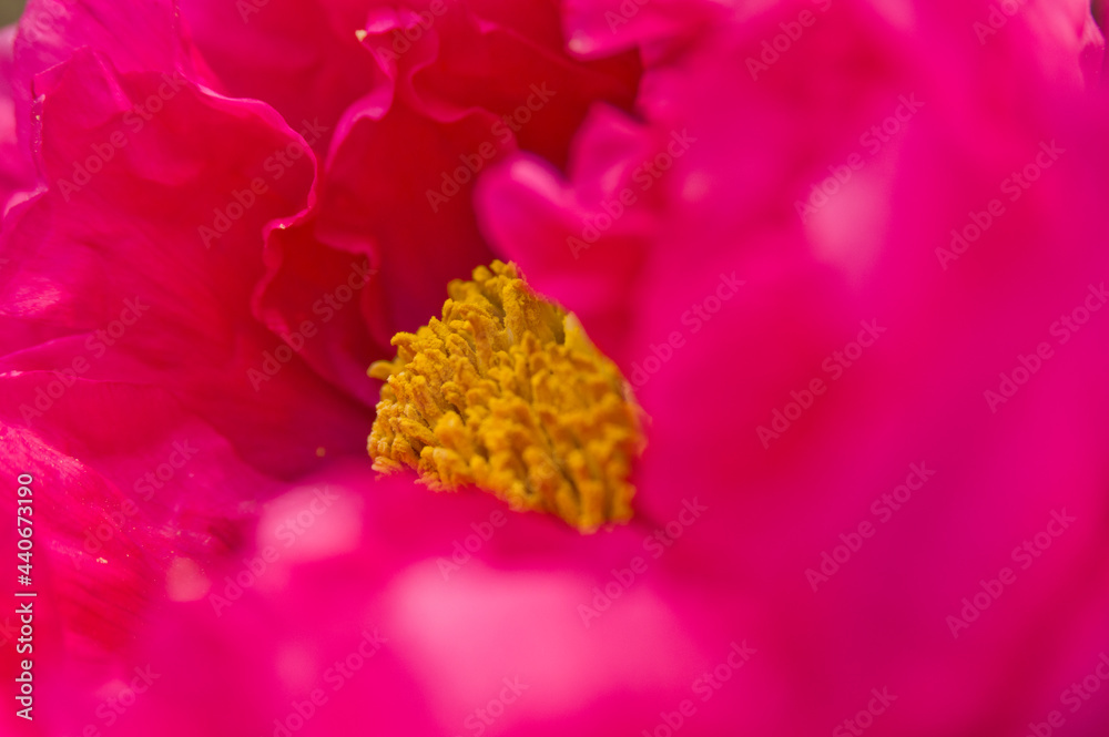 The name of this peony is Higurashi.Scientific name is Paeonia suffruticosa. The name of this peony is Higurashi.Scientific name is Paeonia suffruticosa.