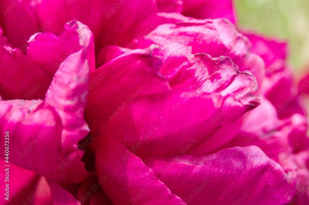 The name of this peony is Horei.Scientific name is Paeonia suffruticosa. The name of this peony is Horei.Scientific name is Paeonia suffruticosa.