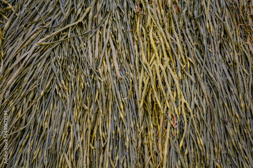 Green and brown seaweed bed out of the water