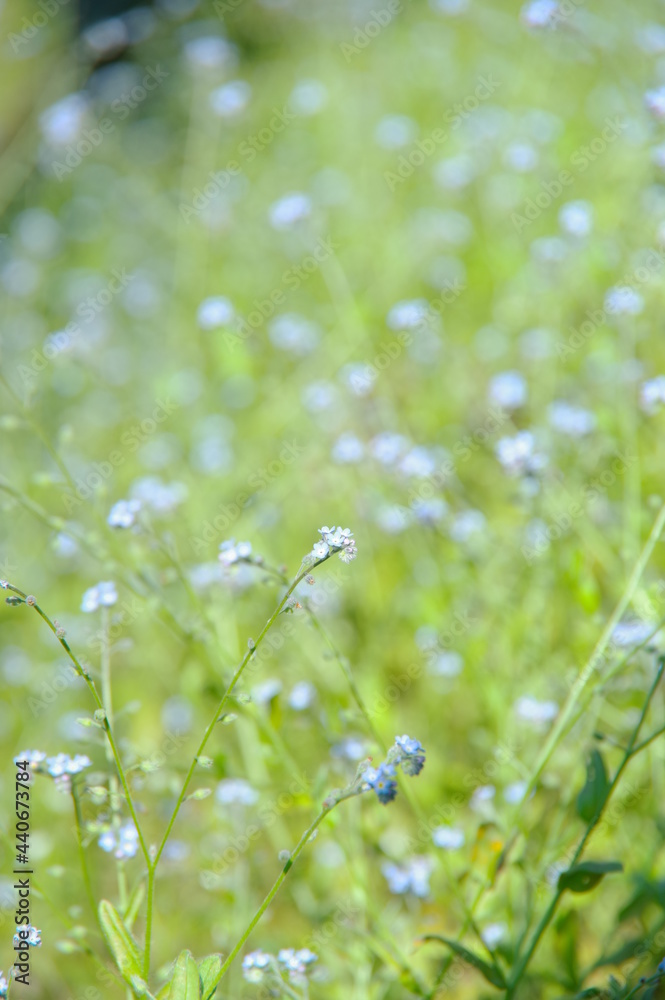 生い茂った小さな青い花のクローズアップ