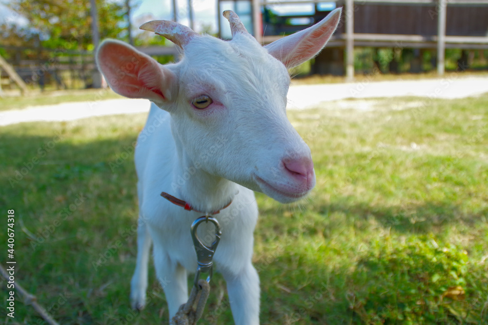 Obraz premium 白ヤギの赤ちゃん