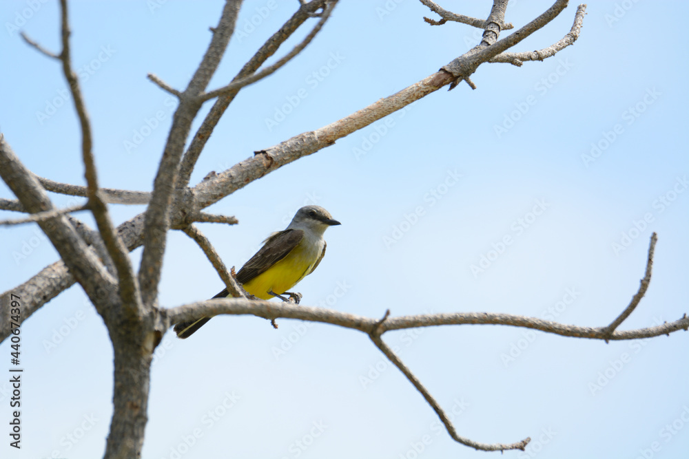 Naklejka premium Western kingbird bird or Tyrannus verticalis perched on dead tree branch