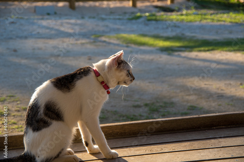赤い首輪の猫