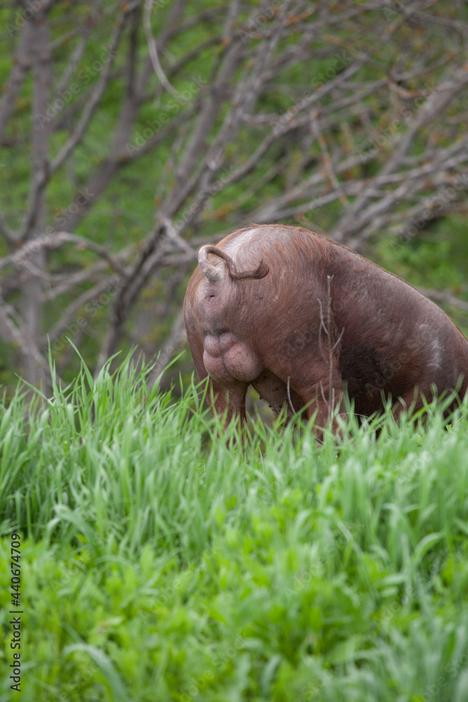 Swirling Pig Tail andLarge Wild Boar Eggs wild pig with dark brown hair and curled pig tail Swirling Pig Tail andLarge Wild Boar Eggs wild pig with dark brown hair and curled pig tail