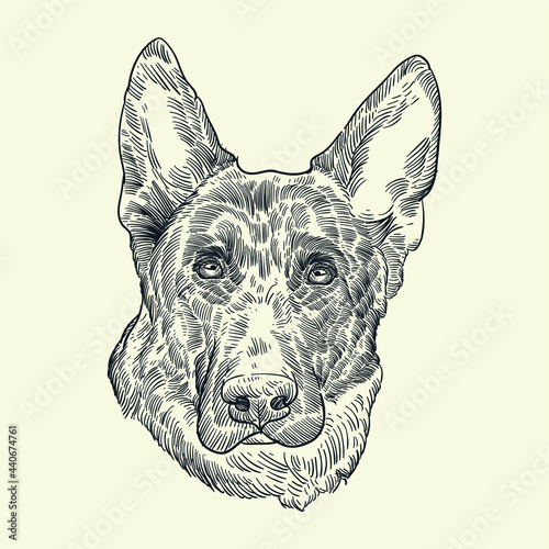 Vintage hand drawn head of shepherd dog