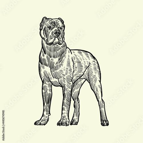black American pitbull terrier2