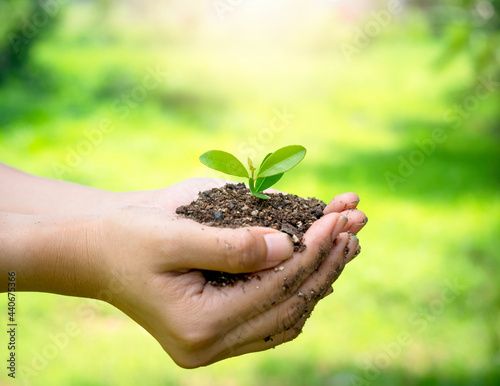 Young green plant in hand. Close up female hand holding sprout growing plant in organic soil on blur green background with copy space, side view. Ecology, earth day, agriculture and gardening concept.