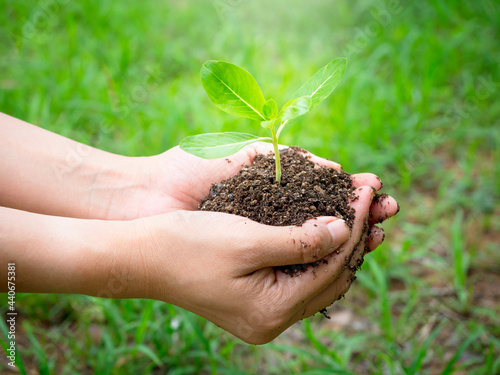 Young green plant in hand. Close up female hand holding sprout growing plant in organic soil on blur green background with copy space, side view. Ecology, earth day, agriculture and gardening concept.