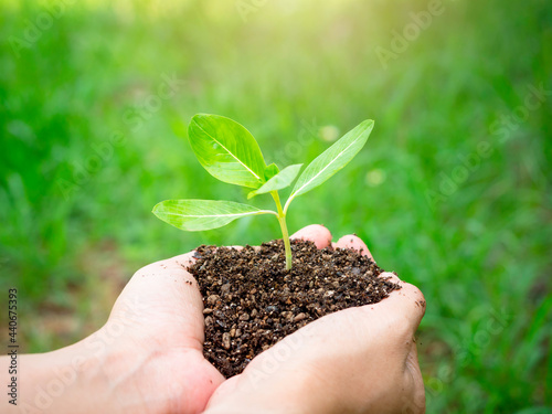 Young green plant in hand. Close up female hand holding sprout growing plant in organic soil on blur green background with sunlight. Ecology, earth day, agriculture and gardening concept.