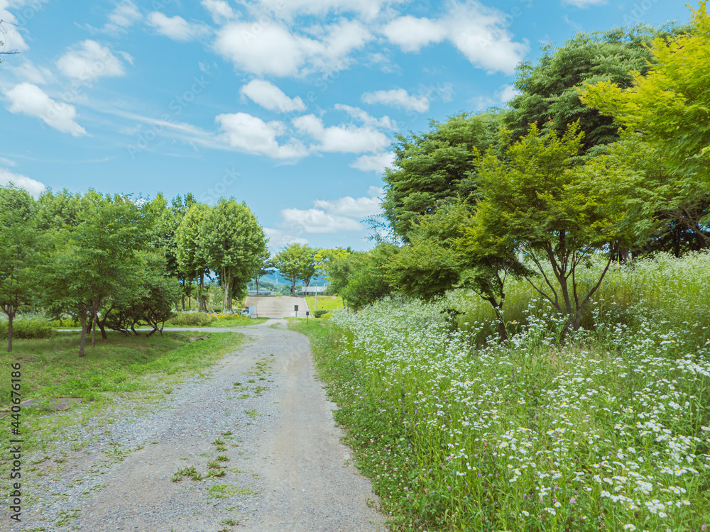 Fototapeta premium Beautiful road with trees on sideroad in summer.