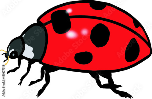 Realistic ladybugs illustration