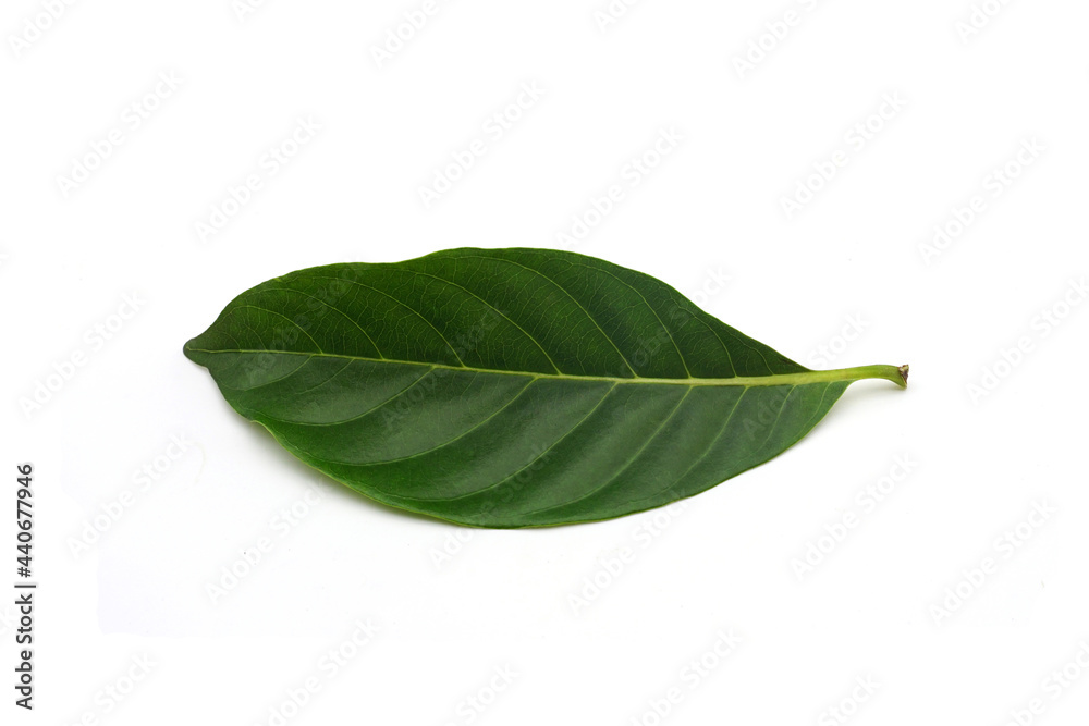 Green leaves isolated on a white background. Full depth of field. Green leaves isolated on a white background. Full depth of field.
