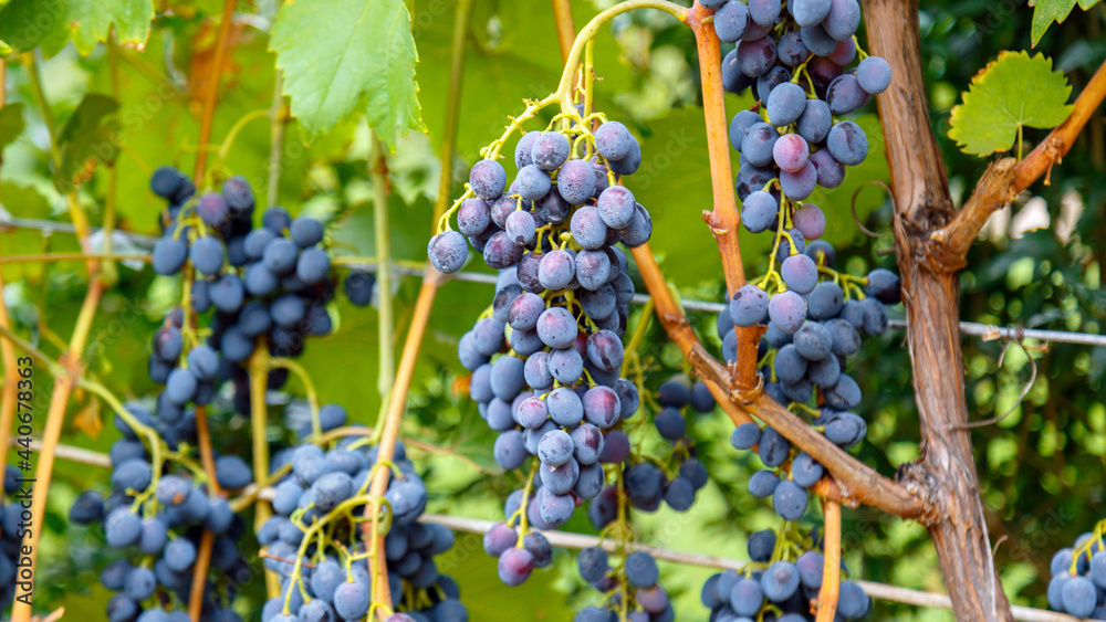Blue Grape growing on wine in vineyard. Ripe Black Grape fruit harvest in nature for food and vine in autumn. Long web banner