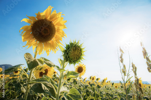 Sunflower in field with sunlight.