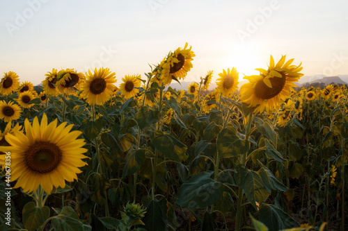 Sunflower in field with sunset.