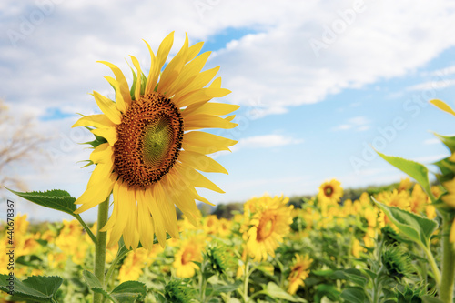 Sunflower in winter.