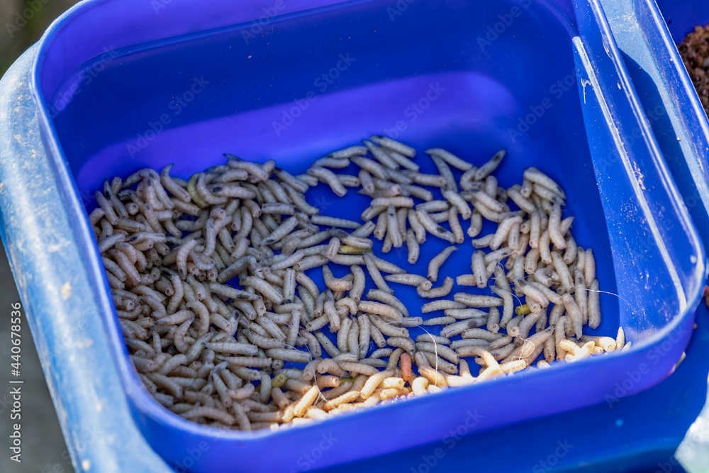 Blue container with maggots for fishing Stock Photo Adobe Stock