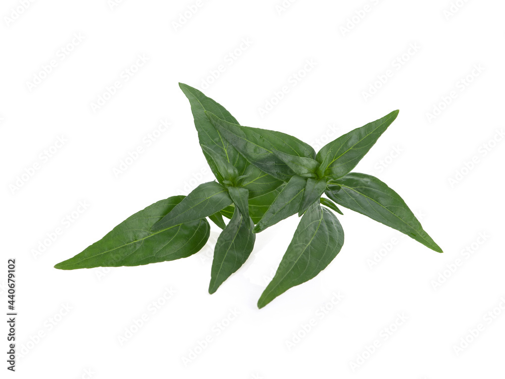 Andrographis paniculata isolated on white background Andrographis paniculata isolated on white background