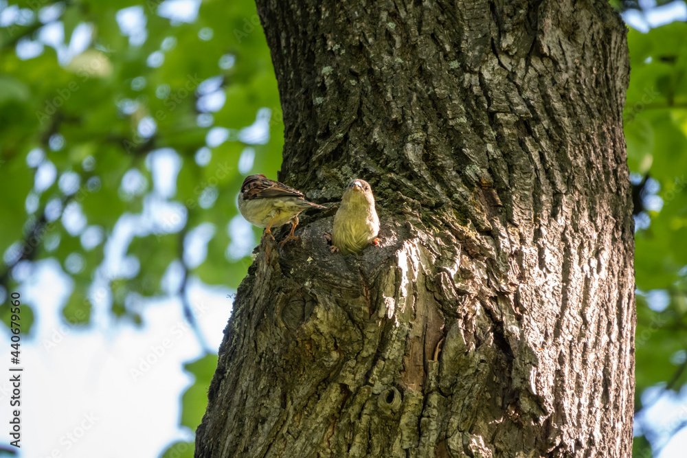 Fototapeta premium Sparrow sits on a tree trunk near the hollow