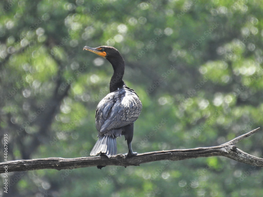 Obraz premium Cormorant on a Branch: A double-crested cormorant perched on a branch looking off to the side with forest in the background on sunny summer day