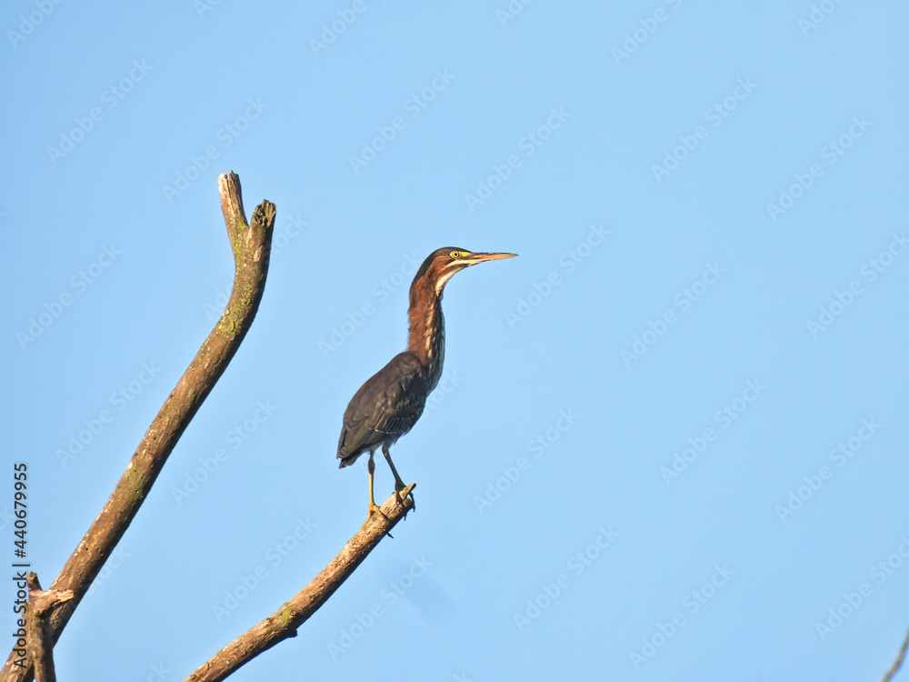 Fototapeta premium Green Heron on Branch: A green heron bird stretches its neck while balancing on a dead branch of a tree