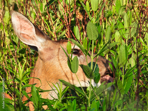 Deer in the Woods: A female doe white-tailed deer feeds on green foliage in the early morning sun 