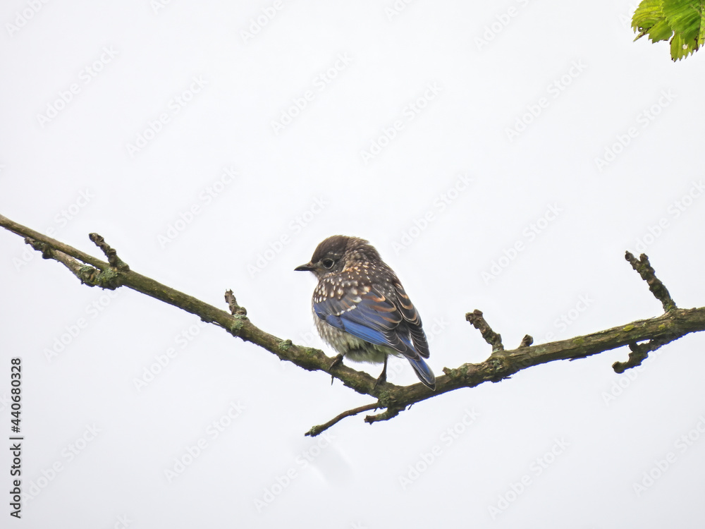 Bluebird Perched on Branch: A juvenile male Eastern bluebird is perched in a high branch with a cloudy sky in the background Bluebird Perched on Branch: A juvenile male Eastern bluebird is perched in a high branch with a cloudy sky in the background