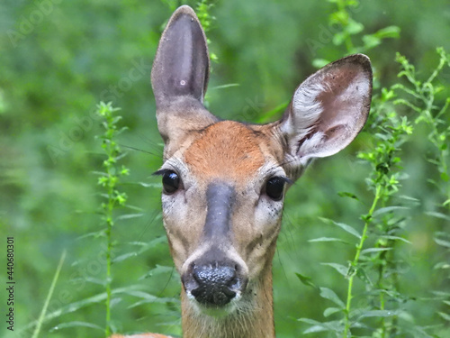 Deer in the Forest: A female white-tailed deer stops to say hello among the high summer growth in the woods © Jennifer Davis