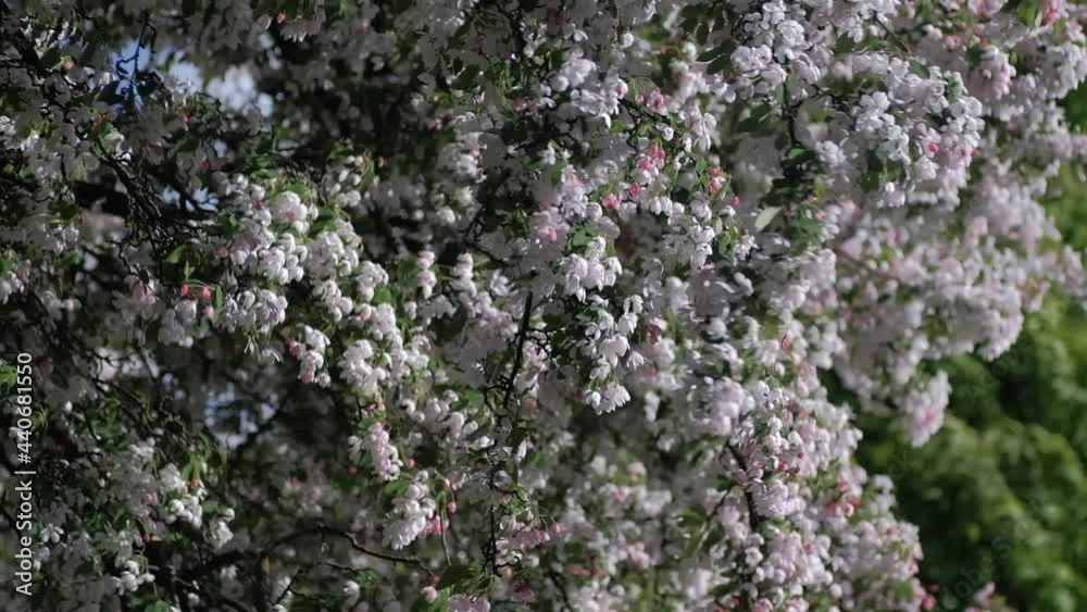 Hanging branches full of delicate pink flowers swaying in wind, slow motion Hanging branches full of delicate pink flowers swaying in wind, slow motion