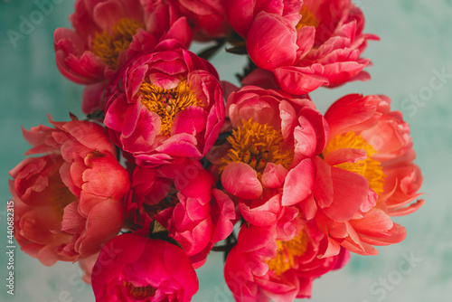 Fototapeta Naklejka Na Ścianę i Meble -  closeup of coral peonies with turquoise background