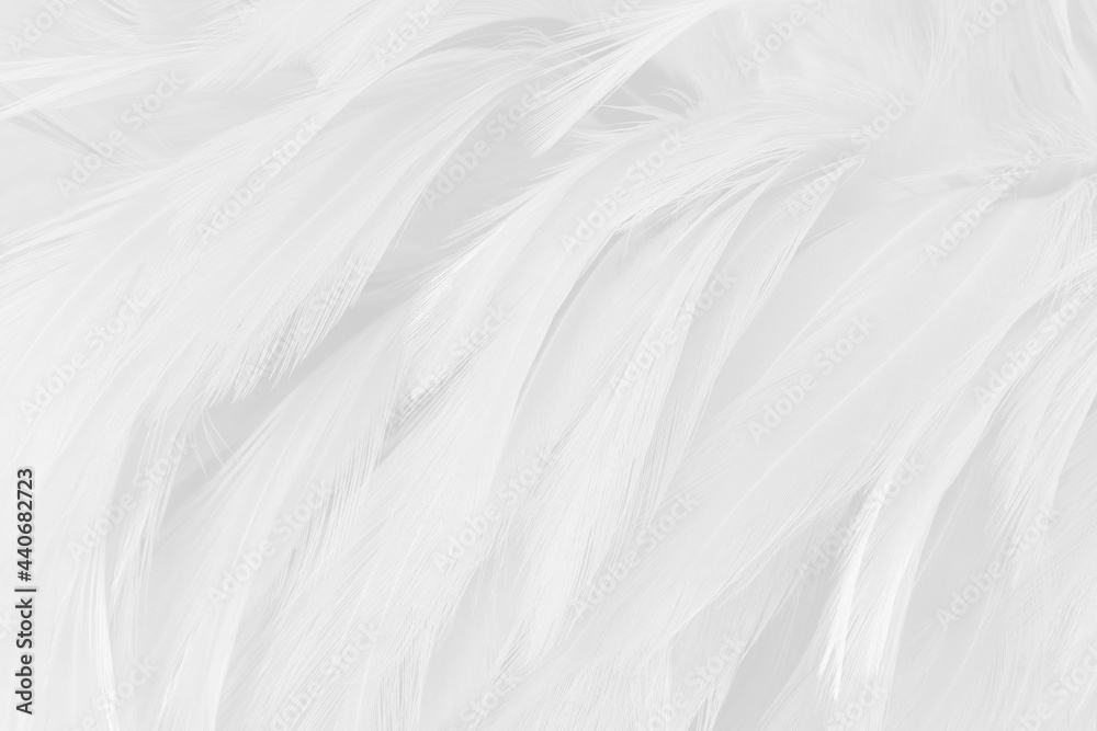Obraz premium White grey color bird feather pattern texture for background and design.