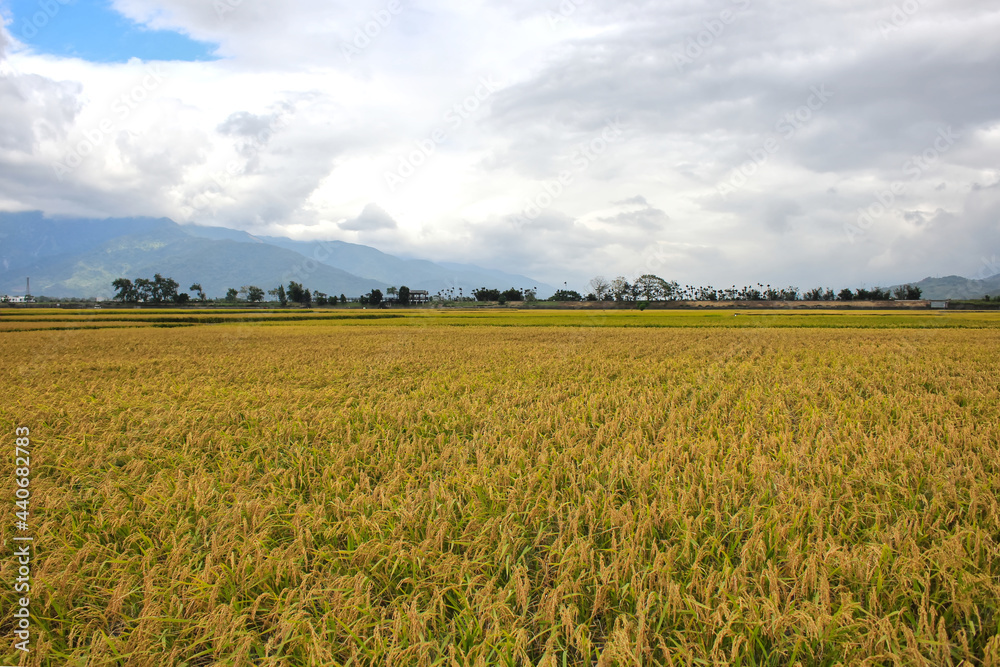 台湾台東県の伯朗大道 田園風景や農業 Rice field in Taiwan and Agreculture 台湾台東県の伯朗大道 田園風景や農業 Rice field in Taiwan and Agreculture