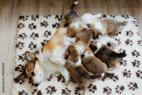 Fotografie Corgi mother dog feeds six small puppies.