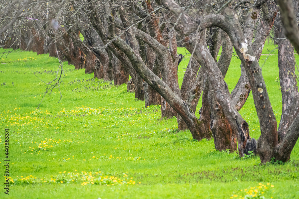 Obraz premium Early spring in a garden with rows of apple trees. Row of apple trees with green grass. Spring background