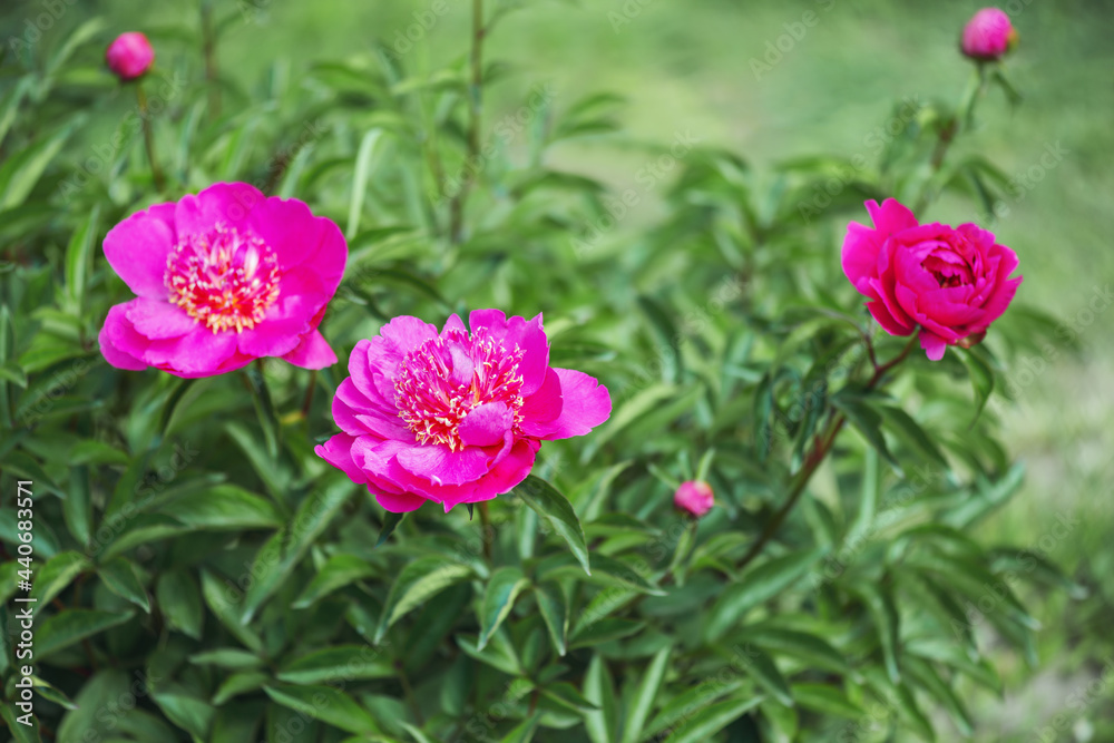 Peonies Mirage is a wonderful landscape variety with a Japanese flower shape. The color, depending on sunlight, changes during the day from light to dark crimson. Peonies Mirage is a wonderful landscape variety with a Japanese flower shape. The color, depending on sunlight, changes during the day from light to dark crimson.