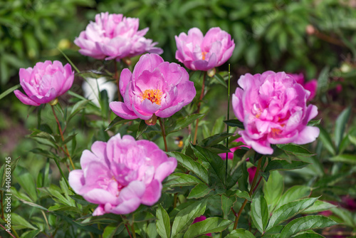Peony Neon - one of the most popular "Japanese"! Inflorescences are two-row, cup-shaped, bright pink-lilac color.